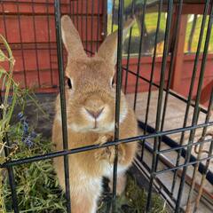 Гостевой дом Vilajoki Agro, Ленинградская область