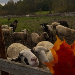 Гостевой дом Vilajoki Agro, Ленинградская область