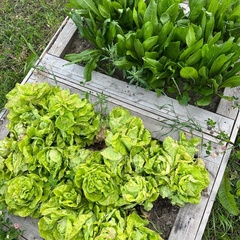 Гостевой дом Vilajoki Agro, Ленинградская область