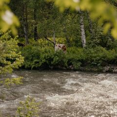 Отель Игуана , Республика Алтай