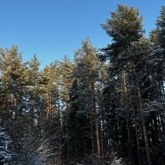 Гостевой дом Волжское лесничество, Нижегородская область
