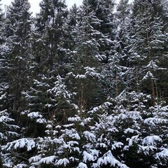 Гостевой дом Волжское лесничество, Нижегородская область