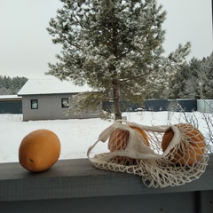 Загородный дом Дом в аренду Сосны.Тут, Самарская область