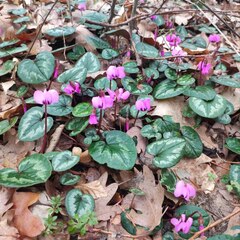 Гостевой дом Лисы, Краснодарский край