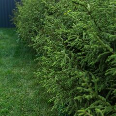 Дом в аренду DACHA TALOLEPO, Ленинградская область