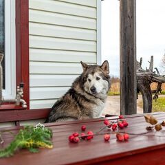 Гостевой дом Сепян коди, Республика Карелия