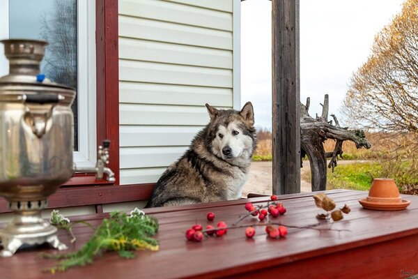 Сепян коди — фото 5