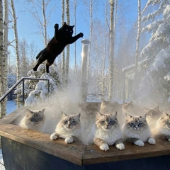 Дом в аренду Усадьба ЁлкиШале с баней и чаном, Московская область