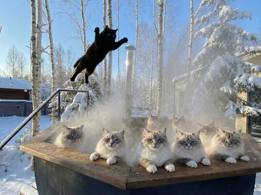 в аренду Усадьба ЁлкиШале с баней и чаном — фото 4