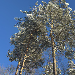 База отдыха Шепот леса, Республика Карачаево-Черкесия 
