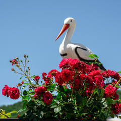 Гостевой дом  Abrau Family, Краснодарский край