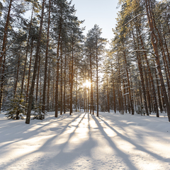 База отдыха Вино и сосны, Владимирская область
