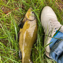 База отдыха Подснежники , Смоленская область