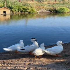 Гостевой дом У Пруда, Краснодарский край