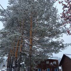 База отдыха Forest, Кемеровская область