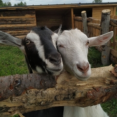 Глэмпинг СтреКоза, Новосибирская область
