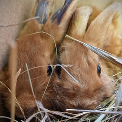 Глэмпинг СтреКоза, Новосибирская область