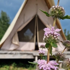 Глэмпинг СтреКоза, Новосибирская область