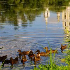 База отдыха Дивный дворик, Нижегородская область