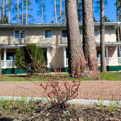 Коттедж Дача Сосновка, Ленинградская область