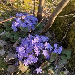 Дом  на берегу Ладоги, Республика Карелия