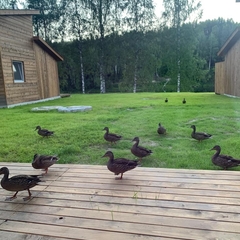 Гостевой дом Pientalo, Республика Карелия