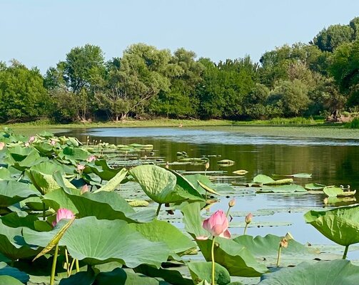 Домики в лотосах — фото 4