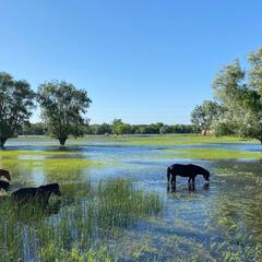 Гостевой дом Домики в лотосах, Астраханская область