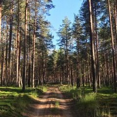 Коттедж «Терем Русская былина», Новгородская область