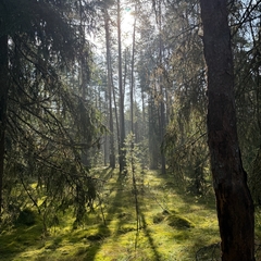 Коттедж «Терем Русская былина», Новгородская область