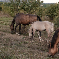 Дом Уркуста-парк, Крым