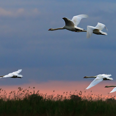 База отдыха Карай, Астраханская область