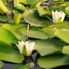 База отдыха Карай, Астраханская область