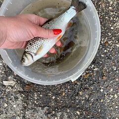 Турбаза Адмирал, Ульяновск, Ульяновская область