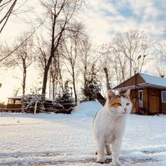 Турбаза Адмирал, Ульяновск, Ульяновская область