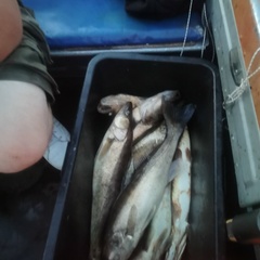 Гостевой дом Воробьиное гнездо , Республика Карелия