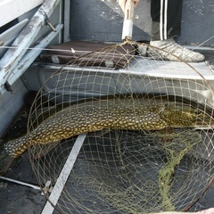 Гостевой дом Воробьиное гнездо , Республика Карелия