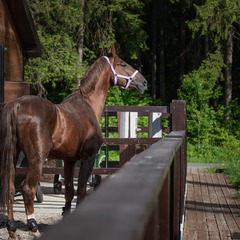 Отель Космос Коллекшн Изумрудный Лес, Московская область