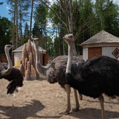 Отель Космос Коллекшн Изумрудный Лес, Московская область