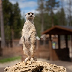 Отель Космос Коллекшн Изумрудный Лес, Московская область