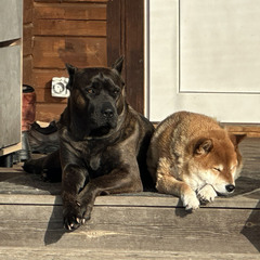 Агроусадьба Уютный дом с большой террасой на ферме, Ленинградская область