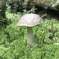 Агроусадьба Уютный дом с большой террасой на ферме, Ленинградская область