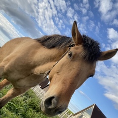 Дом в аренду Воздух, Владимирская область