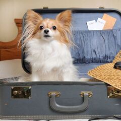 Гостевой дом Шоколад 2, Краснодарский край