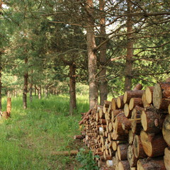 База отдыха Домики в лесу, Московская область