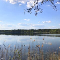 База отдыха Домики в лесу, Московская область