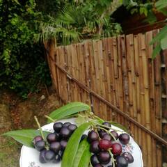 Глэмпинг Sinop-Houses, Сухум