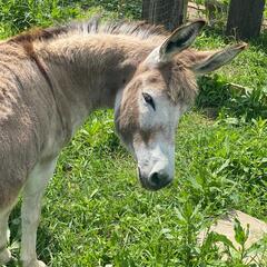 Усадьба Кузьмищево, Тульская область
