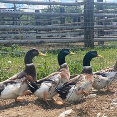 Усадьба Кузьмищево, Тульская область