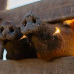 Усадьба Кузьмищево, Тульская область